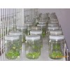 組培瓶生產 廠家 提供組培瓶，蘭花瓶，蟲草瓶