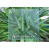 yuke-藝術玻璃專用玉砂粉