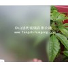 玻璃蒙砂粉廠家、水性蒙砂粉（環保型）